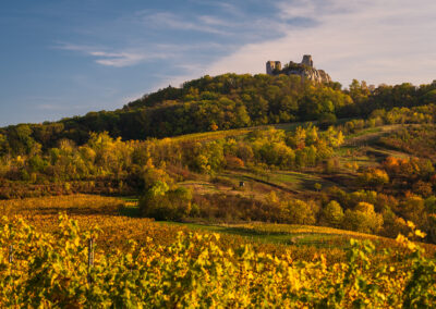 vinohrad, Pálava, podzim, Sirotčí hrad